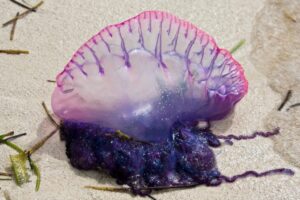 Hanno tentacoli molto lunghi e sono particolarmente velenose