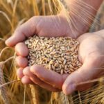 Dal Parco di Selinunte il "grano degli dei"