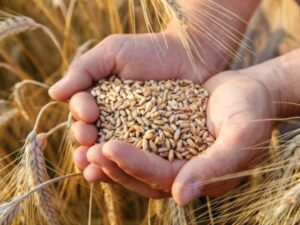 Dal Parco di Selinunte il "grano degli dei"