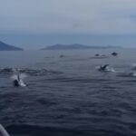 Eolie, show di un branco di delfini al largo di Filicudi VIDEO