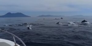 Eolie, show di un branco di delfini al largo di Filicudi VIDEO
