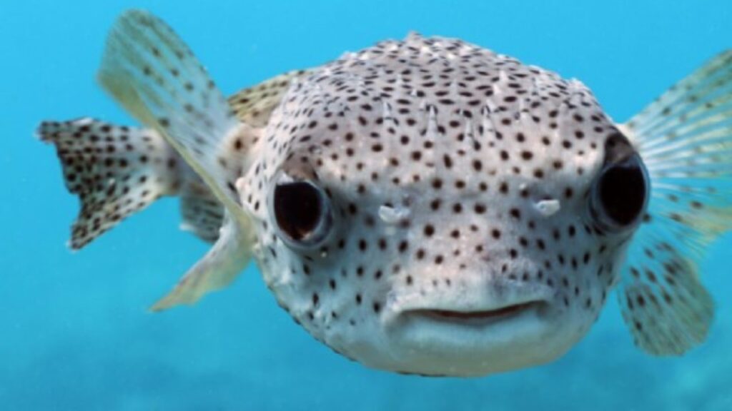 Dal pesce flauto, al palla maculato: gli alieni che circondano l'Isola FOTO