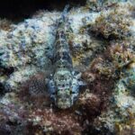 Mare: ghiozzo del Mediterraneo preda specie invasiva