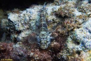 Mare: ghiozzo del Mediterraneo preda specie invasiva