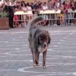 La Sicilia piange Tigro, il cane con le zampe bruciate che amava la messa