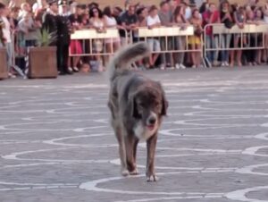 La Sicilia piange Tigro, il cane con le zampe bruciate che amava la messa