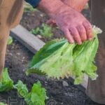 Anziano va a raccogliere verdure e si perde nelle campagne
