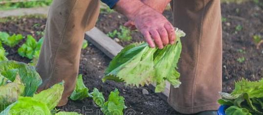 Anziano va a raccogliere verdure e si perde nelle campagne