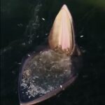 La balena fa la spesa: centinaia di pesci con un sol boccone VIDEO