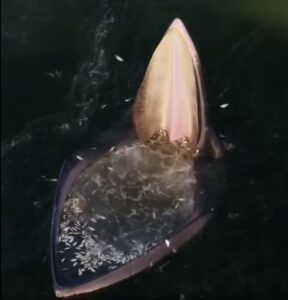 La balena fa la spesa: centinaia di pesci con un sol boccone VIDEO
