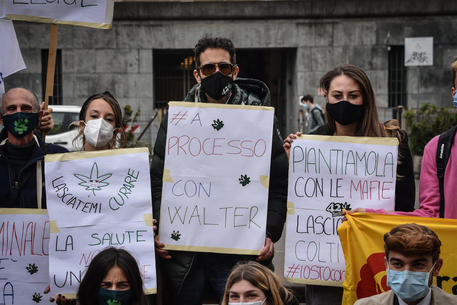 Cannabis: assolto malato che se la produce, non è reato