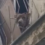 Comiso, segregato per incattivirlo: giovane pitbull liberato VIDEO