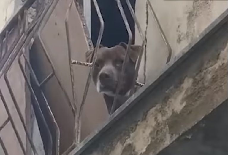 Comiso, segregato per incattivirlo: giovane pitbull liberato VIDEO