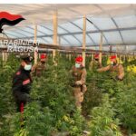 Scoperta una maxi piantagione di cannabis a Vittoria