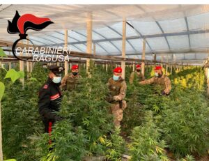 Scoperta una maxi piantagione di cannabis a Vittoria