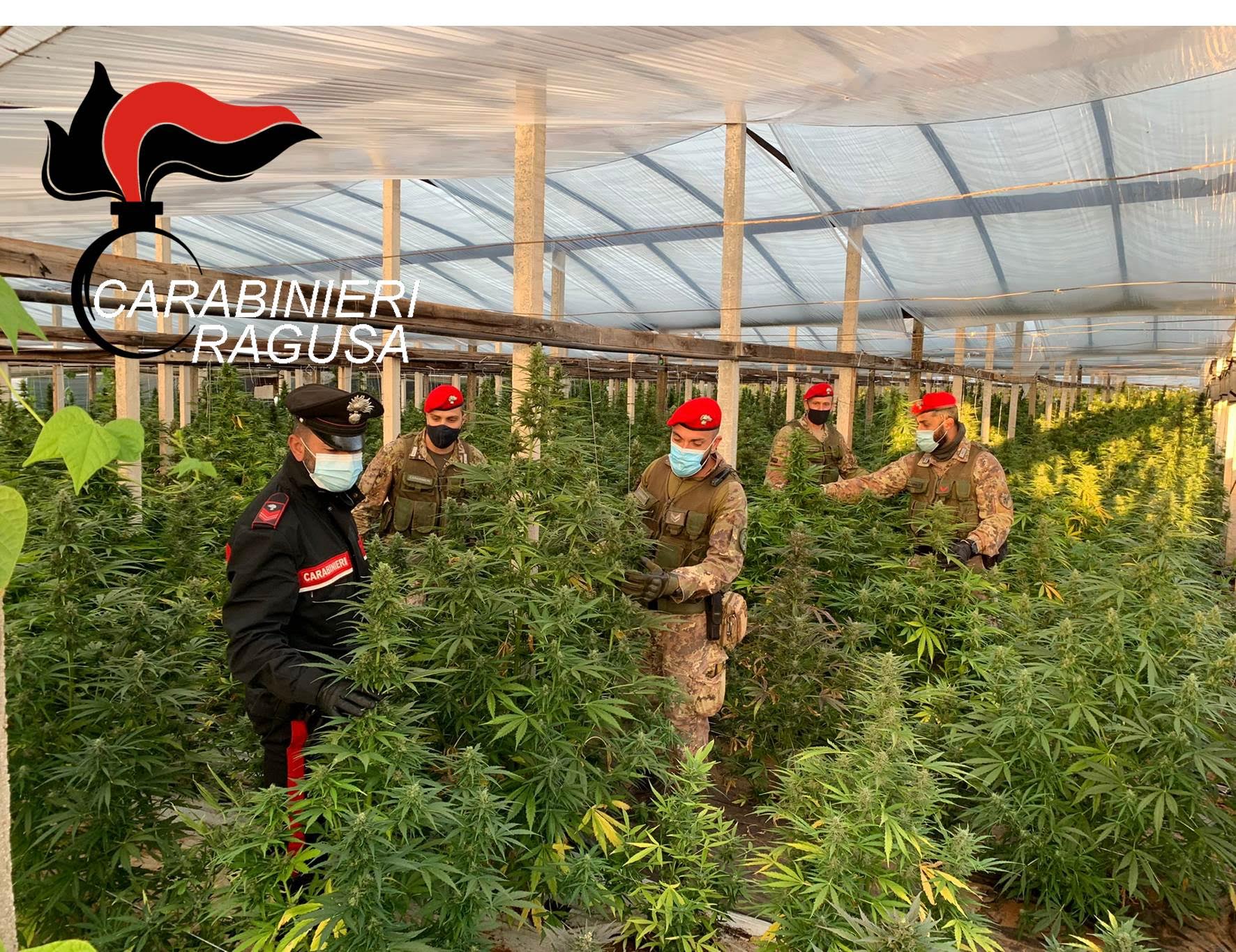 Scoperta una maxi piantagione di cannabis a Vittoria. VIDEO