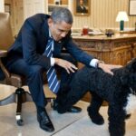 E' morto il cane Bo, il cane di Barack Obama