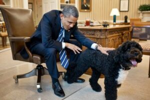 E' morto il cane Bo, il cane di Barack Obama