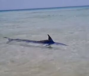 Sembra uno squalo a riva, ma è una aguglia imperiale VIDEO