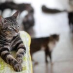 Tar: stop a troppi gatti in casa se pericolosi per vicini