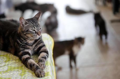 Tar: stop a troppi gatti in casa se pericolosi per vicini