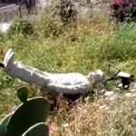 Franco e Ciccio umiliati: ecco la situazione del loro giardino VIDEO