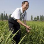 Morto Yuan Longping, il suo 'riso ibrido' ha sfamato la Cina