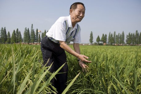Morto Yuan Longping, il suo ‘riso ibrido’ ha sfamato la Cina