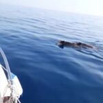 Cinghiali a nuoto in alto mare: “Vengono dall’Africa” VIDEO