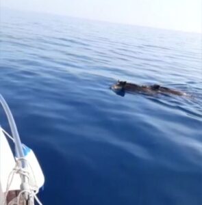 Cinghiali a nuoto in alto mare: “Vengono dall’Africa” VIDEO