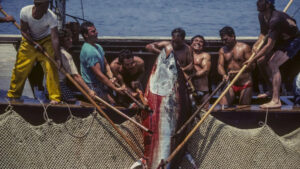Prima i pesci poi i pescatori, nuova stretta Ue: "Tutelare il Mediterraneo"