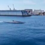 Una balenottera nel porto di Messina VIDEO