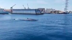 Una balenottera nel porto di Messina VIDEO