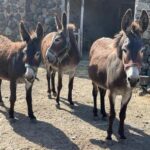 Animali: a Pantelleria tre esemplari di asino pantesco