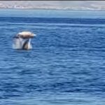 Le capriole dei delfini che giocano nello Stretto VIDEO