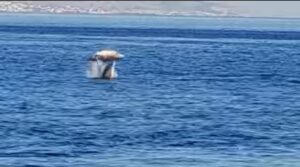Le capriole dei delfini che giocano nello Stretto VIDEO