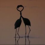 Magia a Pantano Bruno: le teste s'intrecciano e formano un cuore