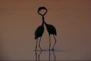 Magia a Pantano Bruno: le teste s'intrecciano e formano un cuore