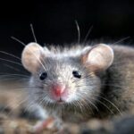 Dopo il Covid, la febbre del topo