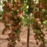 Sicilia, caldo record: uva bruciata dal sole VIDEO