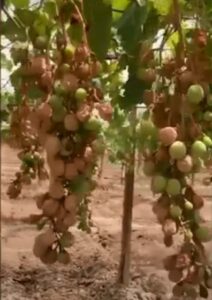 Sicilia, caldo record: uva bruciata dal sole VIDEO