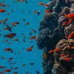 Il Mediterraneo suda: non solo rondini, cosa sta accadendo in fondo al mare