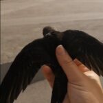 I primi uccellini tornano in volo verso la libertà, i volontari chiedono una mano ai concittadini