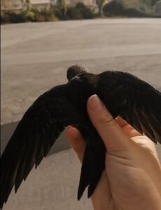 I primi uccellini tornano in volo verso la libertà, i volontari chiedono una mano ai concittadini