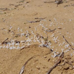 Mediterraneo, mare plasticum: la segnalazione di una lettrice a Ragusanews