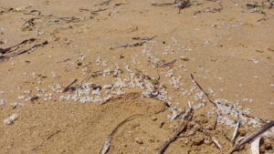 Mediterraneo, mare plasticum: la segnalazione di una lettrice a Ragusanews