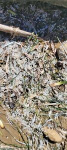Caucana, altra plastica in spiaggia: inviateci le vostre segnalazioni