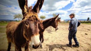 Ambelia, la casa dei cavalli e dell’asino Ragusano VIDEO