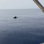 In gradita compagnia sulla rotta per Siracusa VIDEO