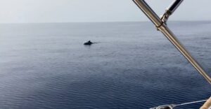 In gradita compagnia sulla rotta per Siracusa VIDEO
